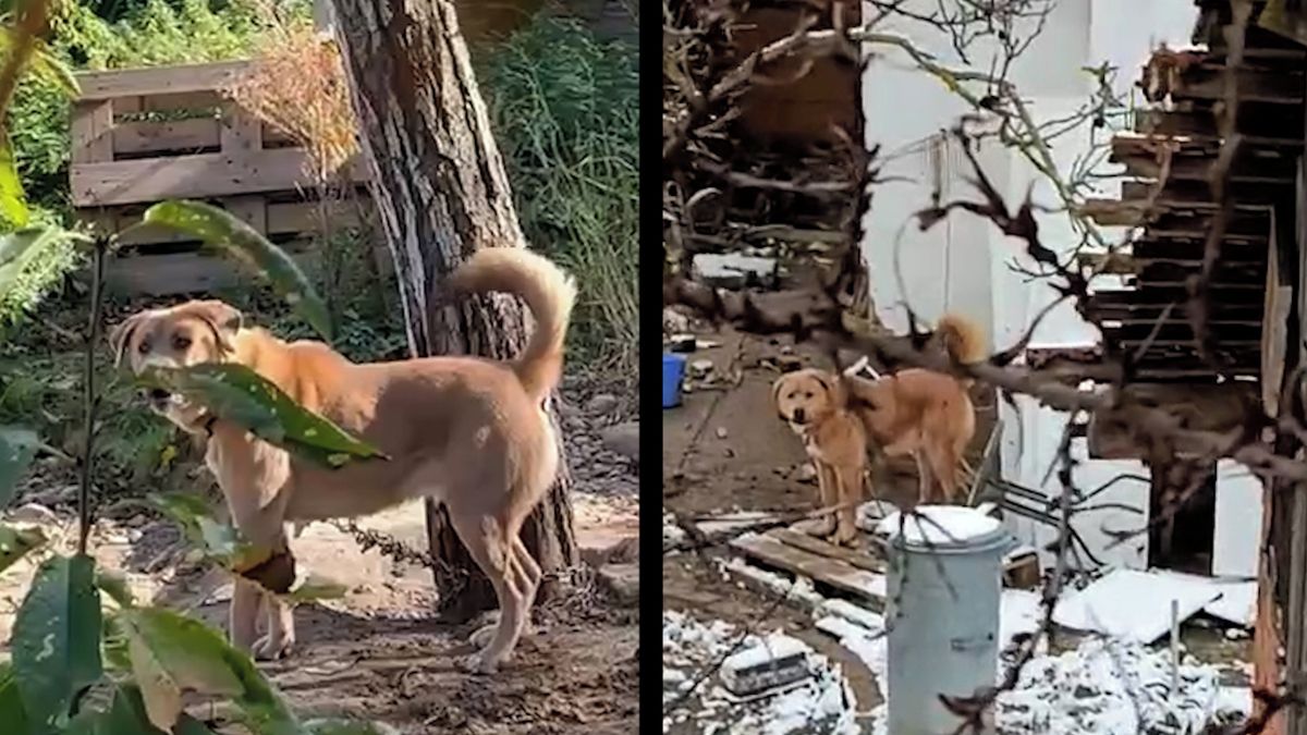 Pes na jižní Moravě měsíce trpěl na řetězu. Úřady si případ přehazují